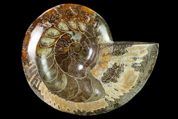 Wide Polished Fossil Ammonite Dish - Madagascar #137405
